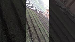 Kalya kalya shetat zulnarya music nature beauty love farm [upl. by Htaras]