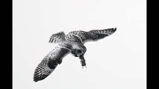 Shorteared owl with vole flight sequence [upl. by Clie]