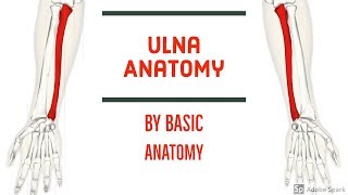 ULNA ANATOMY  By Basic Anatomy [upl. by Kornher]