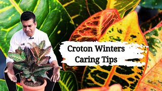 🔴 How to Grow and Care for the Croton Plants in the Winter season video 25 [upl. by Laforge982]