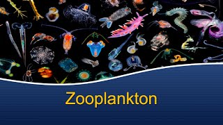 Marine Biology at Home 7 Zooplankton [upl. by Bronson]