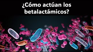 ¿Cómo actúan los betalactámicos [upl. by Midian]