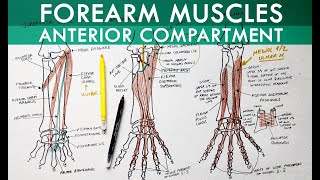 Forearm Muscles  Anterior Compartment  Anatomy Tutorial [upl. by Eiuqcaj83]