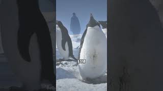 🐧 Los Pingüinos quotProponenquot con Piedras 💍🪨 [upl. by Sansen]