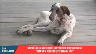 Köpeklerde Dirsek Eklem Uyuşmazlığı [upl. by Cyrillus61]