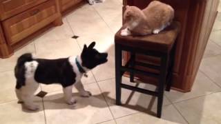 12 weeks old akita pup wants to play with cat [upl. by Goran]