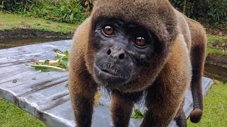 Woolly Monkey Fascinated By The Selfie Mode [upl. by Yenffad]