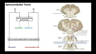 The Spinocerebellar Tracts EXPLAINED [upl. by Constancia]