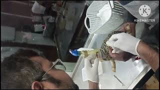 Turtle 🐢 Abscess  Inspissated Pus cyst surgery instant pain relief and Nomal walk started at Ujjain [upl. by Yerfej349]