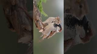 House Sparrow Passer domesticus  Sparrow Family  Observed in Description [upl. by Berne]