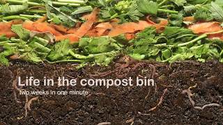 Vermicompost  Life in the compost bin [upl. by Nalid408]