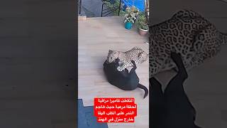 التقطت كاميرا مراقبة لحظة مرعبة حيث هاجم النمر على الكلب اليفا خارج منزل في الهنذاكسبلورر قصص [upl. by Budd]