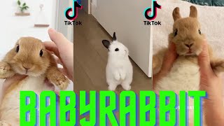 COMPILATION DES VIDÉOS TROP MIGNONNE DE LAPIN TIKTOK  babyrabbit [upl. by Santana]