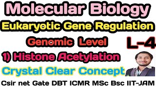 Eukaryotic Gene RegulationL4HISTONE ACETYLATION Mechanism of gene Regulation in EukaryotesCsir [upl. by Hoopen879]