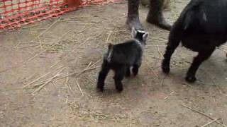 Pygmy Goat Happy Dance [upl. by Nivi790]