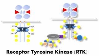 Receptor Tyrosine Kinases  Structure amp Functions in Signal Transduction  Simply Explained [upl. by Enomsed]