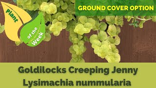 Goldilocks Creeping Jenny  Lysimachia nummularia  Ground Cover [upl. by Jutta158]