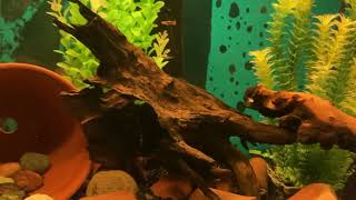 Kribensis Cichlids In 65 Gallon [upl. by Skill948]