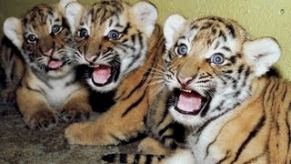 Cute newborn Tiger cubs Amazing video of Siberian tigers [upl. by Anairb]