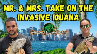 Mr amp Mrs Take On The Invasive Iguana [upl. by Uaerraj]