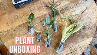 THE GREEN ESCAPE PLANT UNBOXING [upl. by Avonasac970]