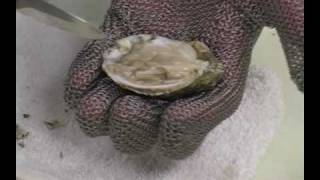 How to Shuck an Oyster Shucking Oysters [upl. by Jowett]