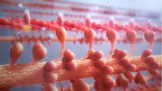 Action Potentials  Part 3 Skeletal Muscle Action Potential [upl. by Ola]