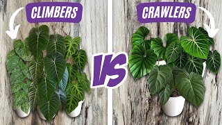 Climbing Philodendron versus Crawling Philodendron  Caring for Climbing Plants vs Crawling Plants [upl. by Ellezig]