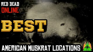 Red Dead Redemption 2 Online  AMERICAN MUSKRAT LOCATIONS [upl. by Linnette921]