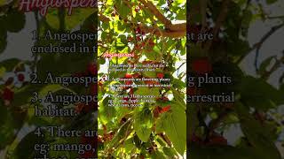 Difference between Angiosperms and Gymnosperms Hindi Urdu conceptsofbotany [upl. by Ashmead]