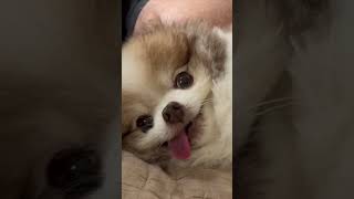 Cute Pomeranian Dog LOVES his back scratches 😍😍😍 shorts cute cutedog puppy 2024 [upl. by Dicky516]