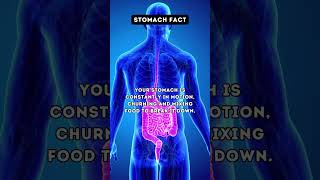 Gut Reactions Stomach Facts to Digest 🤯  facts shorts [upl. by Naasah]