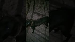 Pitbull winter night training doglover pitbulldoglover dog [upl. by Bartlett]