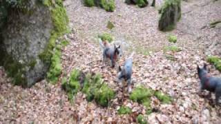 australian cattle dogs puppies running wild in the forest [upl. by Llednor]