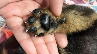 Removing dewclaws on Rottweiler puppies [upl. by Ethben]