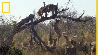 Enemigos ETERNOS Licaones acorralan a un LEOPARDO  National Geographic en Español [upl. by Norman528]