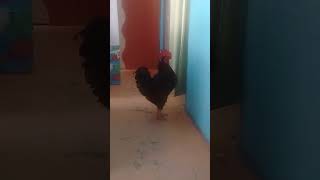 Gallo Chestercito curioso roosters [upl. by Ellerehs]