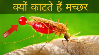 मच्छर काटने पर खुजली क्यों होती हैं  why mosquito bite itch [upl. by Apgar]