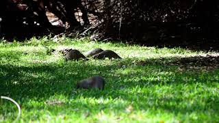 The Mysterious Banded Mongoose  Botswana Wildlife Species [upl. by Margreta]