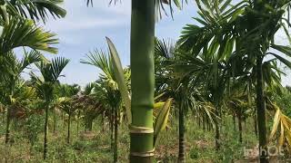 Areca Nut Farming horticulture agriculture farmer plantation crop betelnut cultivation [upl. by Iggem]