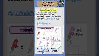 incompletedominance quickrevision biologyclass12 2025boardexam prepbiology [upl. by Leeland]