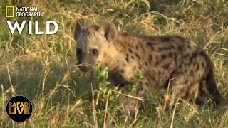 Safari Live  Day 254  Nat Geo Wild [upl. by Benilda]