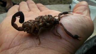 33 Scorpions on my hand at once  Centruroides margaritatus [upl. by Akirdnwahs]