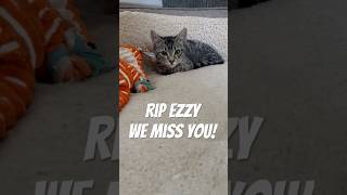 Last video taken of Ezzy RIP angel specialneedscats kitten cute lovecats love cat catlover [upl. by Enitsirc]