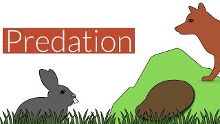 Predation Brief SummaryLeaving Cert Biology [upl. by Guttery]