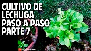 Cultivo de Lechuga Paso a Paso  Parte 7  cuando cosechar lechuga [upl. by Annodas]