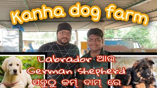 kanhas dog farm 🐕llBARIPADAll ସବୁଠାରୁ ଶସ୍ତା ରେ labrador ଆଉ German shepherd ll [upl. by Durwood]