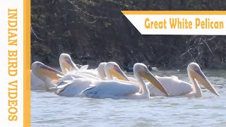 The Great White Pelican Pelecanus onocrotalus [upl. by Prisca]