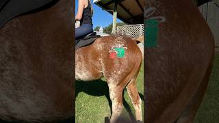 glitter your gifts or your horse and pony for the holidays equestrian horseriding rodeo diy [upl. by Flowers913]