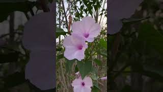 Beautiful purple flowers flowers flowervarieties natural niceflowers hiphop rap [upl. by Nanette621]